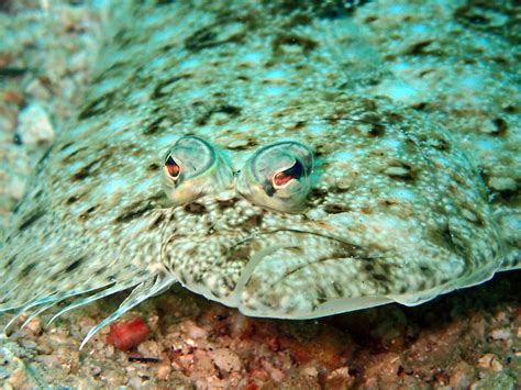 무료 이미지 야생 생물 수중 바닥 물고기 동물 상 산호초 암초 매크로 사진 유기체 가자미 해양 생물학