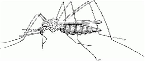 Dreamstime is the world`s largest stock photography community. Mosquito Clipart - Clipartion.com