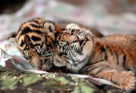 The Pet Blog Cute Baby Tiger Cubs