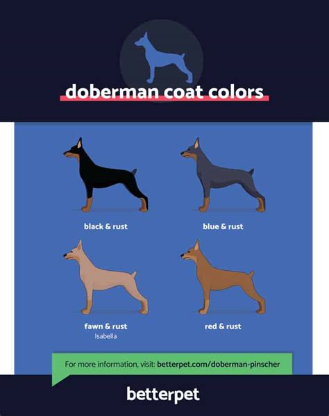 Doberman Pinscher Dog Breed Characteristics Pictures Care Tips