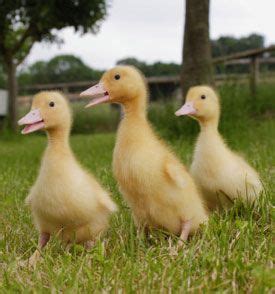 The backyard shouldn't be a prison; Keeping and Caring For Ducks as Pets | Pets, Cute ...