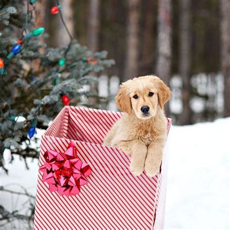 19 Christmas Cards Ideas For Your Pets Brit Co