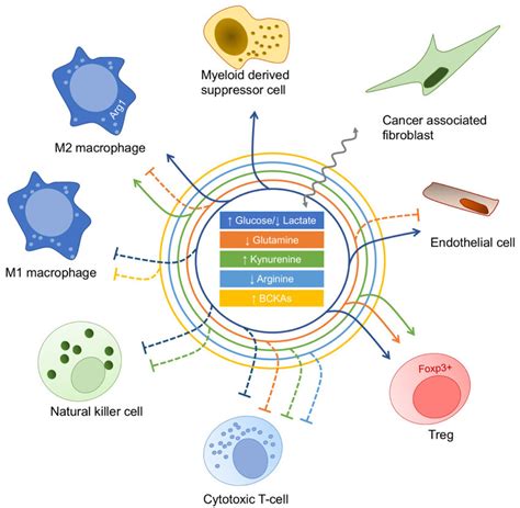 The Consequences Of Cancer Cell Metabolic Reprogramming On The