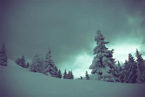 Snow Covered Pine Trees Under Cloudy Skies · Free Stock Photo