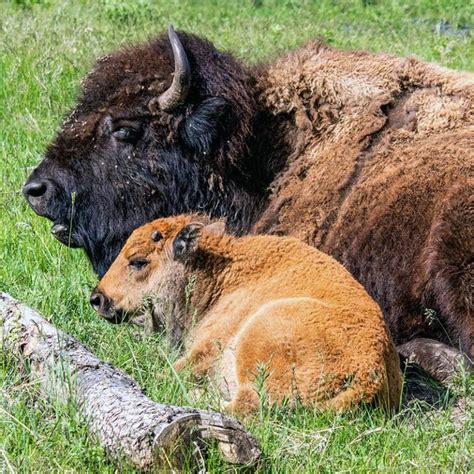 American Bison Endangered Species Endangered Wonders
