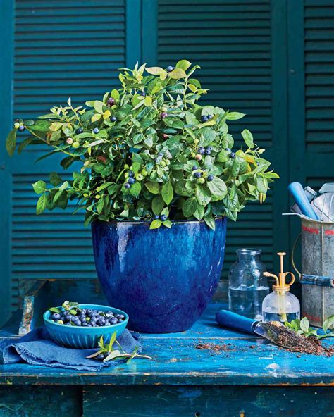 Did You Know You Could Grow Blueberries In Containers Southern Living