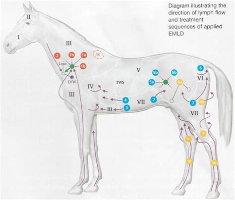 Pin On Equine System Lymphatic