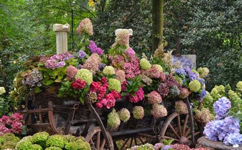 Scarica questa immagine gratuita di ortensie fiori ortensia dalla vasta libreria di pixabay di immagini e video di pubblico dominio. Giardini fioriti - Progettazione giardini - Fiori in giardino
