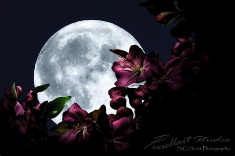 The Full Moon Shines Brightly Behind Purple Flowers
