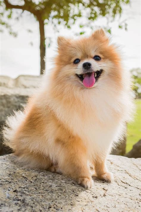 9 Weird Things We Do As Pomeranian Owners Sonderlives