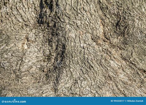 Old Ash Tree Bark Texture Stock Image Image Of Plank 99433017