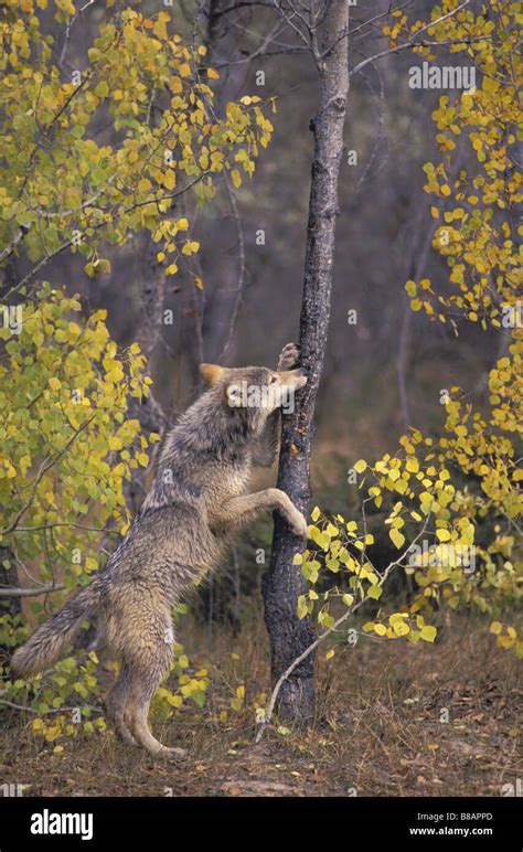 Gray Wolf Yearling Male Sniffs Aspen Tree Stock Photo Alamy