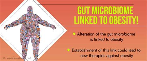 Is Obesity Caused By Alterations In Gut Microbiome