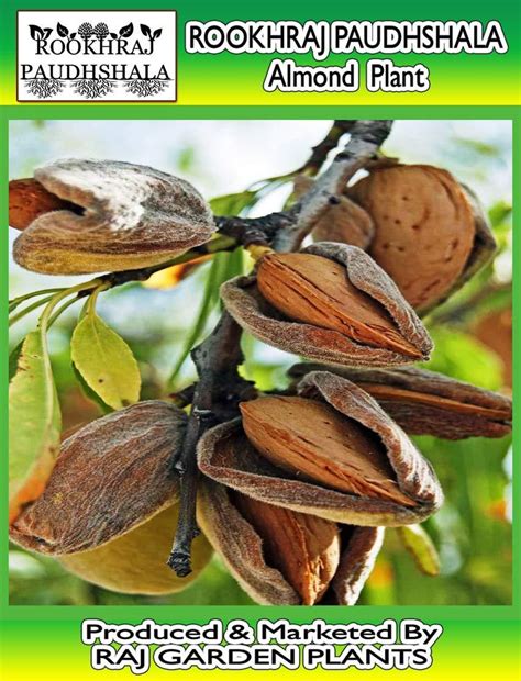 Indian Almond Live Plant Desi Badam Live Plant Almond Tree