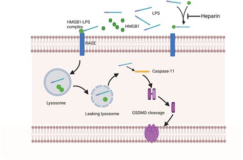 Frontiers A Potential New Pathway For Heparin Treatment Of Sepsis