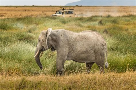 An African Elephant Walking Through The Savannah Of The Serengeti