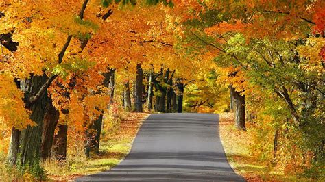 Wallpaper Id 1270326 Colors Plant Daylight Roadway Forest