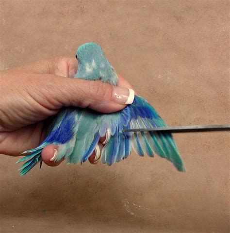Parrotlet Babies Chick 1 Gets His Wings Clipped