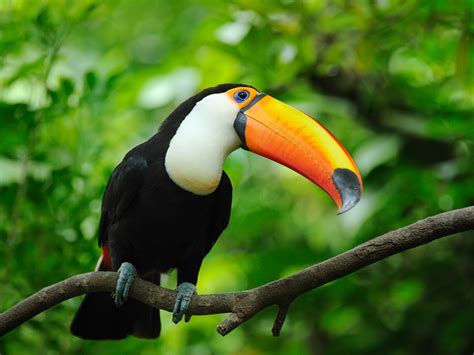 Toucan Wallpapers High Quality Download Free