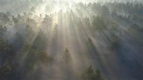 Misty Pine Tree Forest Image Free Stock Photo Public Domain Photo