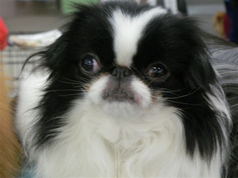 Classic Kennels Japanese Chin