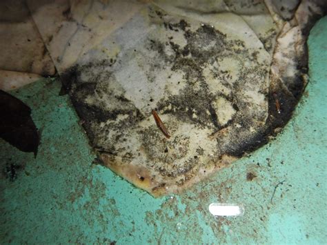 Take a closer look and see the texture. Toxic black mold identification photos and info. What ...