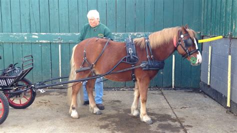 Farmwork Harness For Horses Mini Through Draft Ubicaciondepersonas