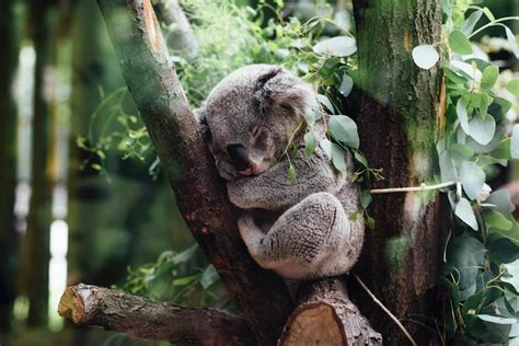 Sloths And Koalas Have Something Very Rare In Common Australian