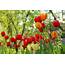 Tulips Flowers Spring Garden Wallpapers HD / Desktop And Mobile 