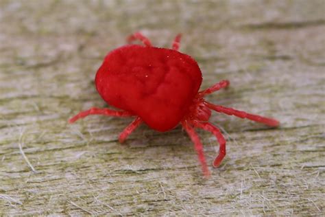 What Are Red Mites And Why Are They A Chicken Keepers Worst Nightmare
