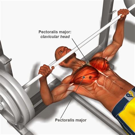 Chest Workouts What Are The Best Ones To Do Bodydulding