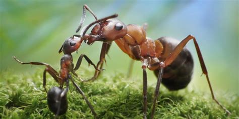 Apakah anda lihat sekarang atas 10 semut berkawat satu satu didu and friend hasil di web. Terjawab, Mengapa Semut Selalu 'Cipika-cipiki' Saat ...