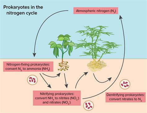 The Nitrogen Cycle Is Crucial To Plant Growth As It Provides Usable