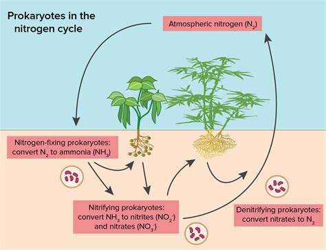 Nitrogen Fixation Diagram