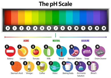 Premium Vector Ph Scale Vector Indicator Chart Diagram Acidic