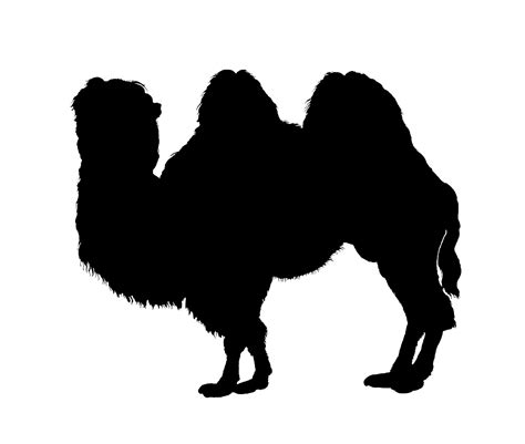 Camel Silhouette Clipart Free Stock Photo Public Domain Pictures