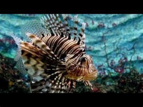 Maybe you would like to learn more about one of these? 【SSTV】 Where Did Lionfish Come From? - YouTube
