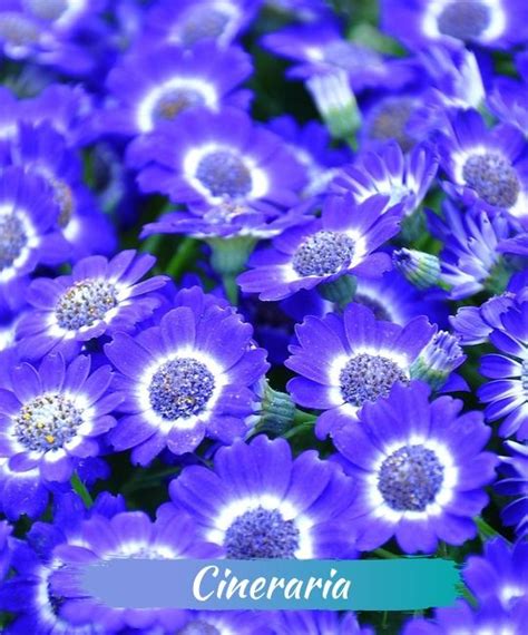 Cineraria Blue Plants Master Gardener Winter Flowers Winter