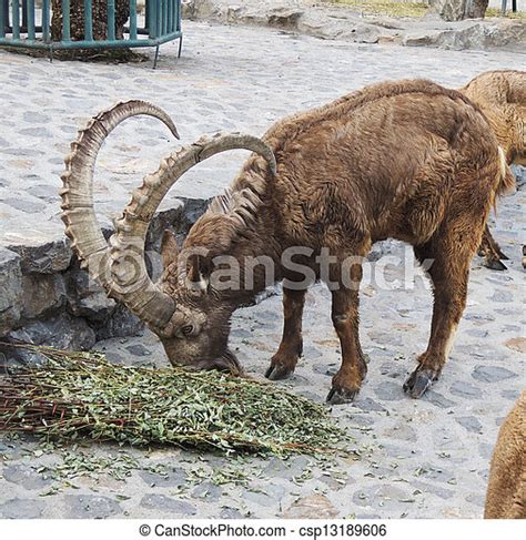 Siberian Ibex In Zoo Canstock