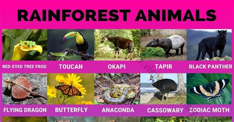 Rainforest Animals Names And Pictures Nature Wallpaper