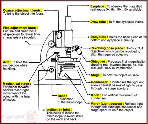 Structure Of Compound Microscope