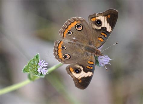 Common Buckeye Butterfly Stock Image Image Of Insect 10978167