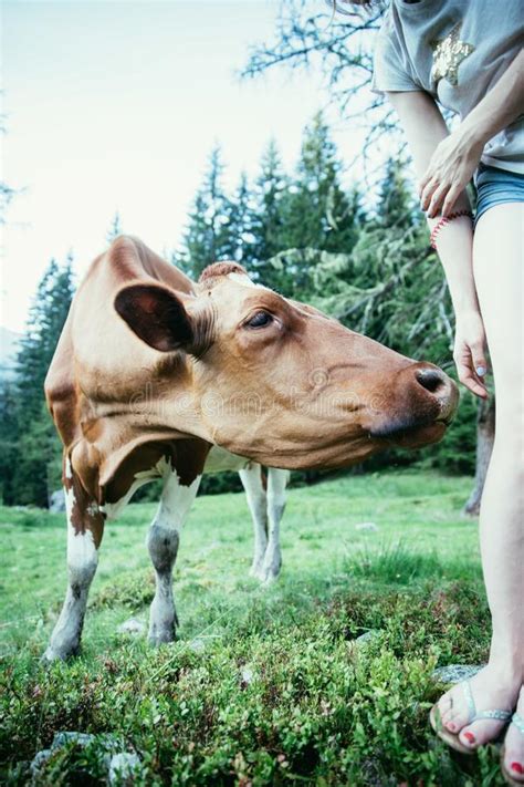 Feeding A Cow On An Idyllic Meadow In The European Alps Austria Stock