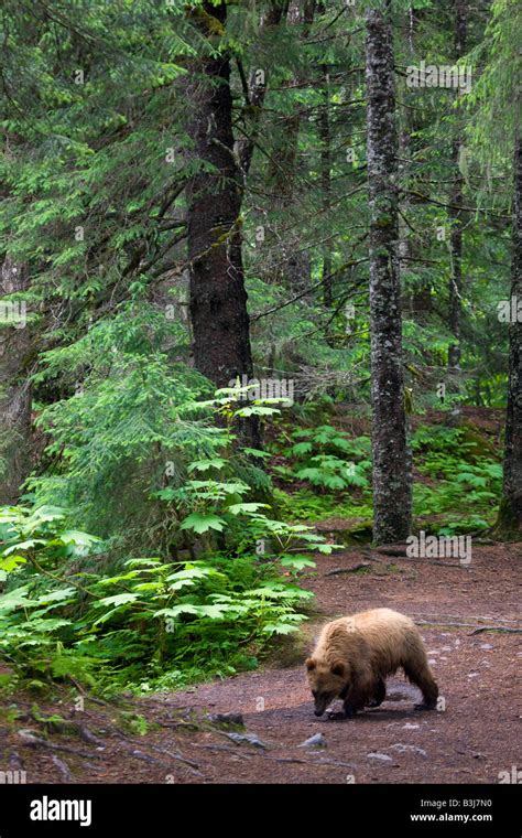 A Brown Or Grizzly Bear Chugach National Forest Near Seward Alaska