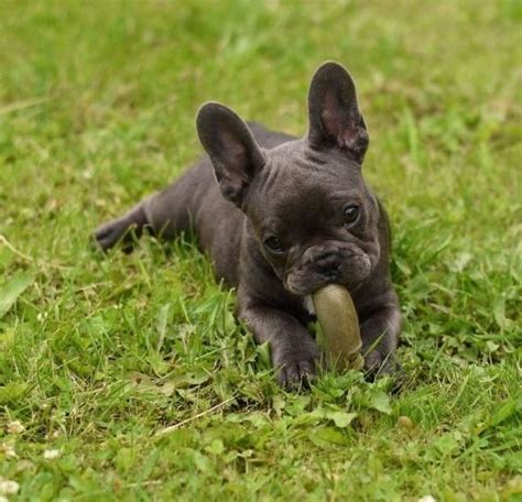 Why are purebred french bulldogs so expensive? French Bulldog Puppies For Sale | Evansville, IN #154463