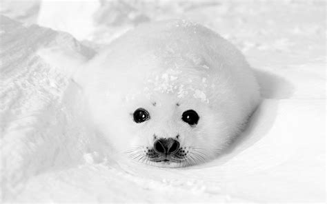 Winter Snow Seals Animals