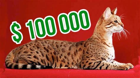 Worlds Most Expensive Cat 13 Million Images