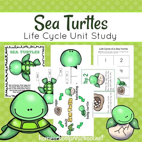 Free Printable Sea Turtle Life Cycle Preschool Unit Study Money