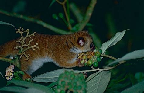 Cheirogaleidae Endangered Living Primates Lemur Animal Groups