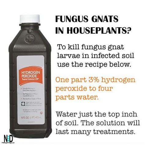 Fungus Gnat Indoor Houseplant Recipe Fungus Gnats Plant Pests Gnats